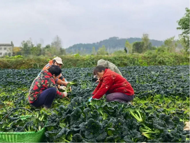 Screenshot 2026-05-24 at 11-36-27 退役女兵靠一株青菜,年卖3个亿!.png